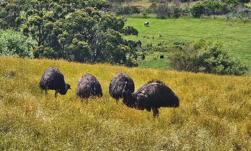 Image 14: Great Ocean Road Small Group Tour with Dingos, Sparkling & Lunch