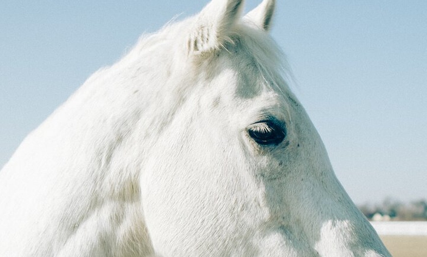 Image 2: Australia: Coffs Harbour Beach Horse Ride & Lagoon Swim + Photos