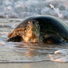 Image 1: Ningaloo Turtle Watching and Stargazing Tour