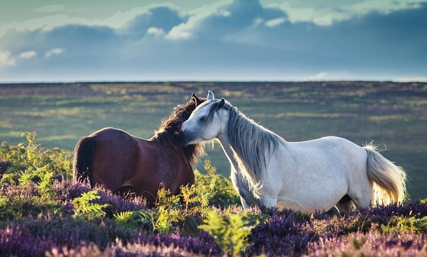 Image 2: Dartmoor National Park - Private Tour (incl. Transport)