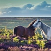 Image 2: Dartmoor National Park - Private Tour (incl. Transport)