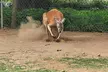 Nashville to Kentucky Caves & Kangaroos: A Day of Enchantment - Second Medium