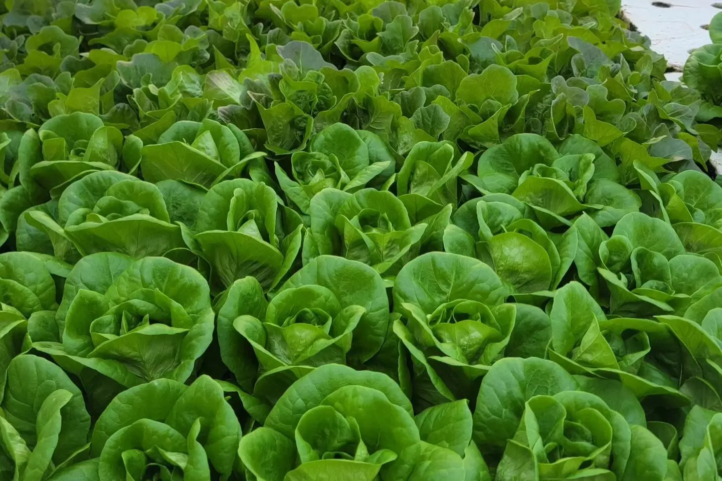 $10 For $20 Worth Of Home Made Meals & Organic Farm Market