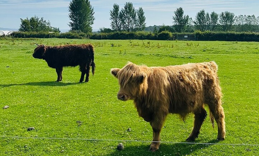Image 12: Private Edinburgh Full Day Guided Tour in a Black Cab LEVC TX