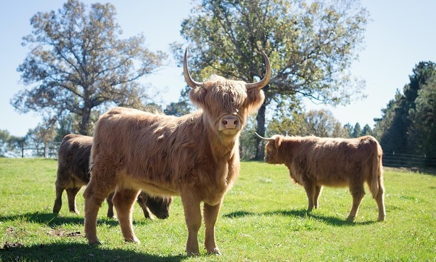 Image 5: Glasgow Shore Excursion Loch Lomond Stirling Castle