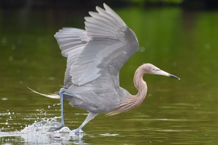 Easy Ride Pedal Kayak Tour Marco Island & Naples (Pedal or Paddle