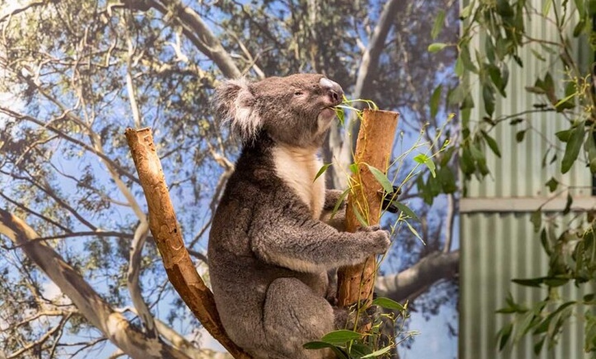Image 10: PVT Guided Tour: Sydney Opera House and Featherdale Wildlife Park
