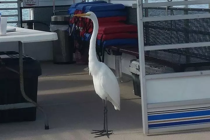 Wildlife Tour of Indian River Lagoon with Experienced Captain