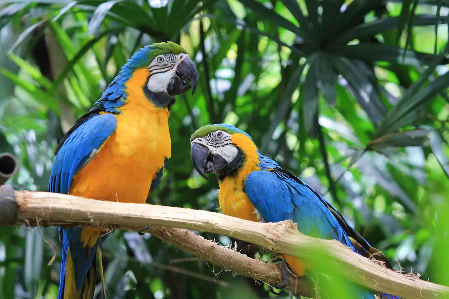 ✈ COSTA RICA | San José - Costa Rica auf eigene Faust, 7 Nächte - R...