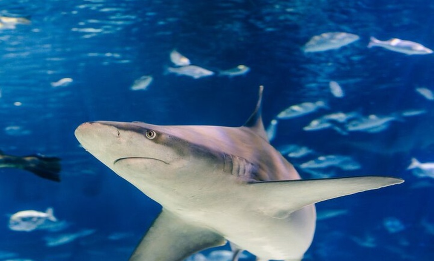 Image 7: Entrada sin colas para el Acuario de Barcelona
