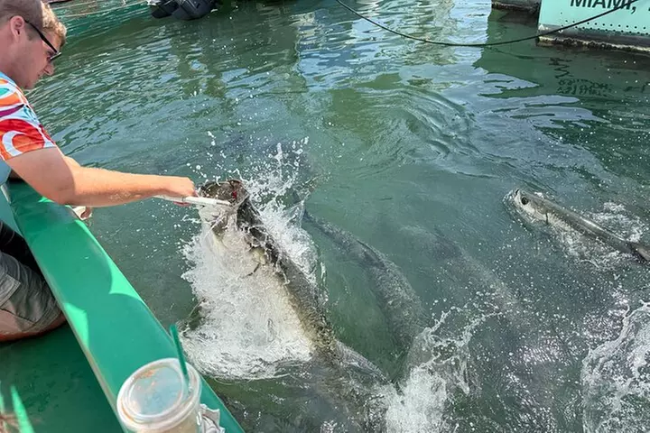 Giant Tarpon Fish Feeding Experience in Bayside Marketplace