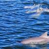 Image 3: 90 Minute Port River Dolphin & Ships Graveyard Cruise