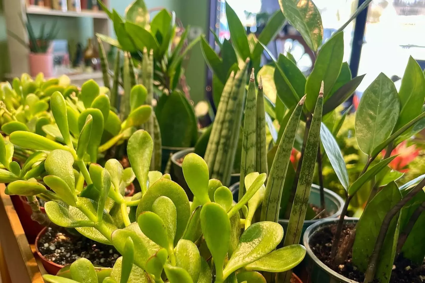 $15 For $30 Toward Plants, Flowers & Gifts - Second Medium