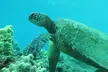3 Hour Turtle Town Snorkel and Whale Watch Tour in Kihei - Second Medium