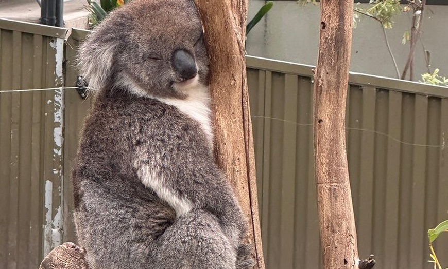 Image 1: Adelaide Cruise Ship Tours to Hahndorf & Hills Wildlife Wonders