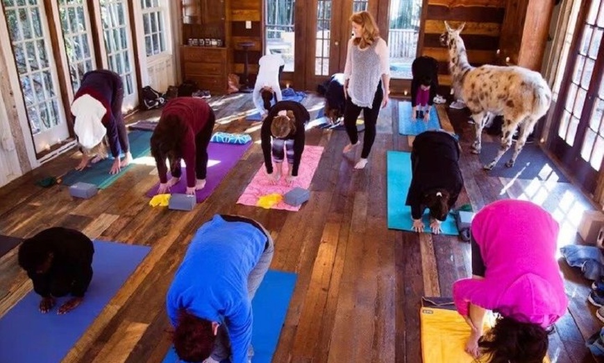 Image 5: Llama Yoga