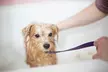 $20 Towards Basic Small Dog Grooming (Reg. $40) - Second Medium