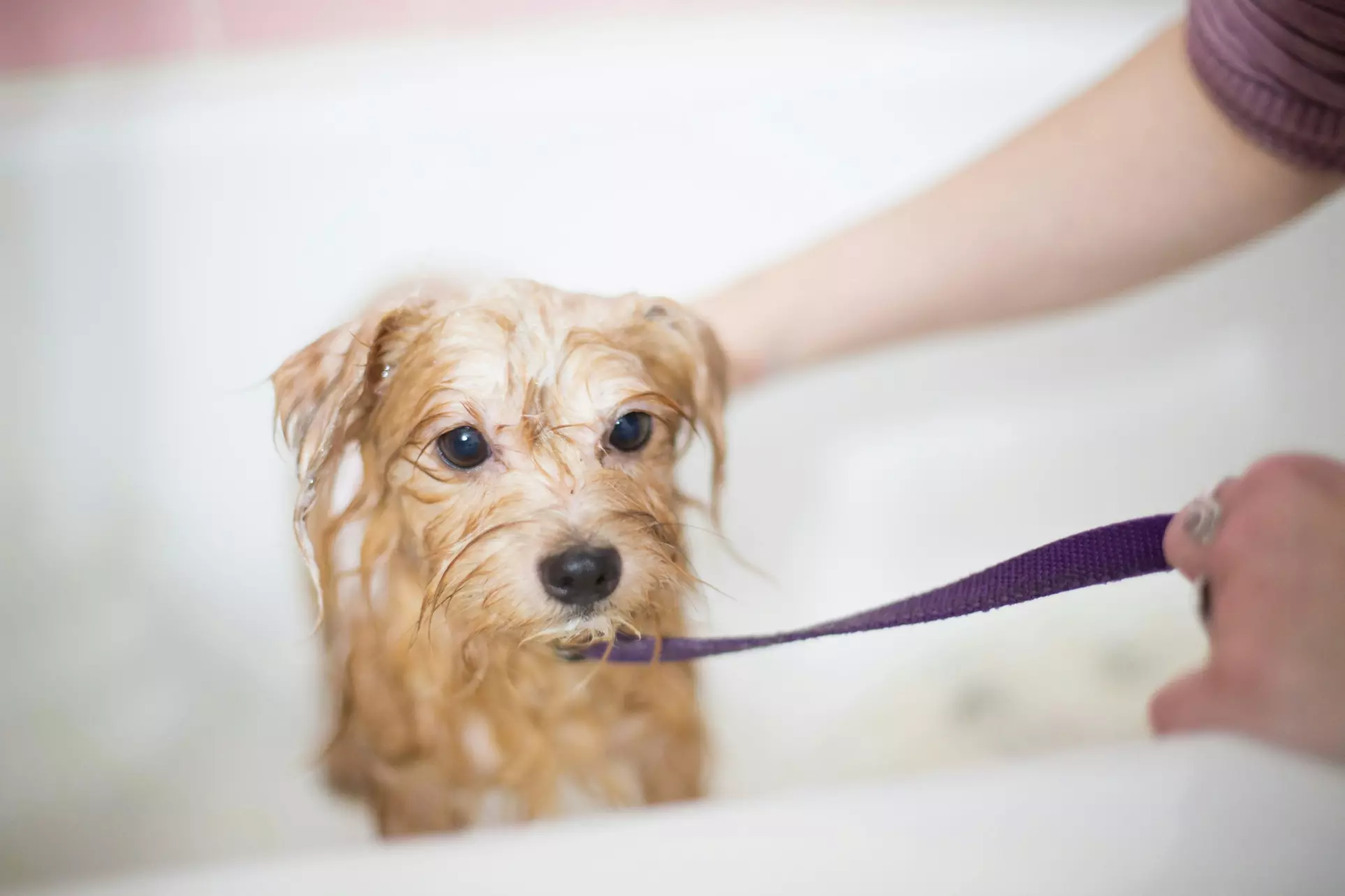 $20 Towards Basic Small Dog Grooming (Reg. $40)
