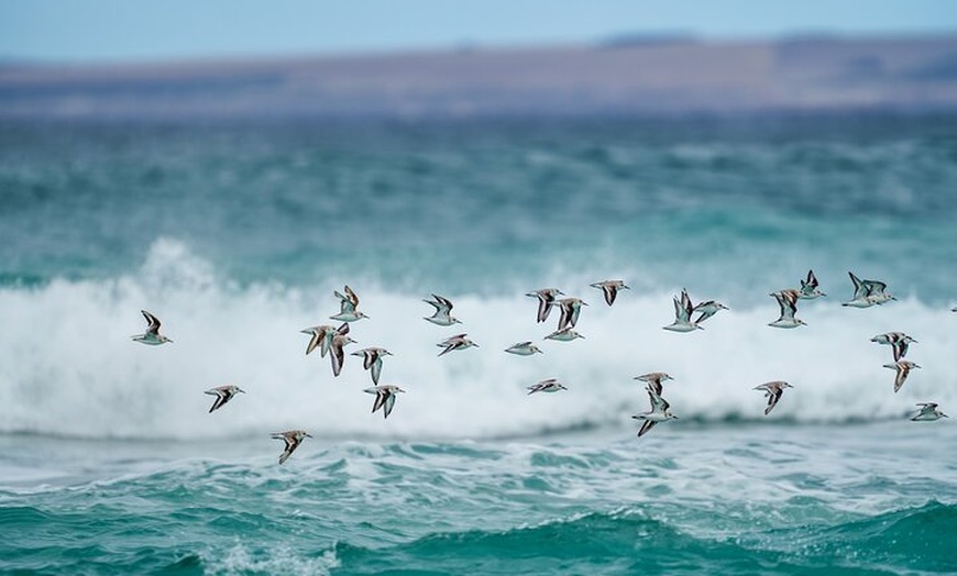 Image 8: Port Lincoln National Park Half day Tour