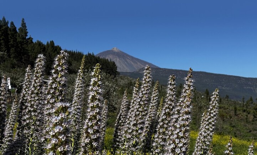 Image 12: Puerto de la Cruz: Vive el Teide en Quad – Por la mañana o Sunset