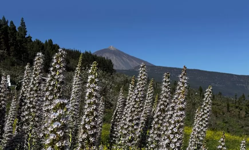 Image 9: Desde Puerto de la Cruz: Vive el Teide en Quad – Mañana o Sunset
