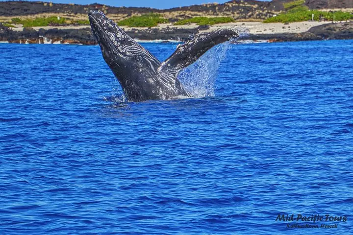 Kailua Kona Whale Watching Boat Tour Experience - Primary Image
