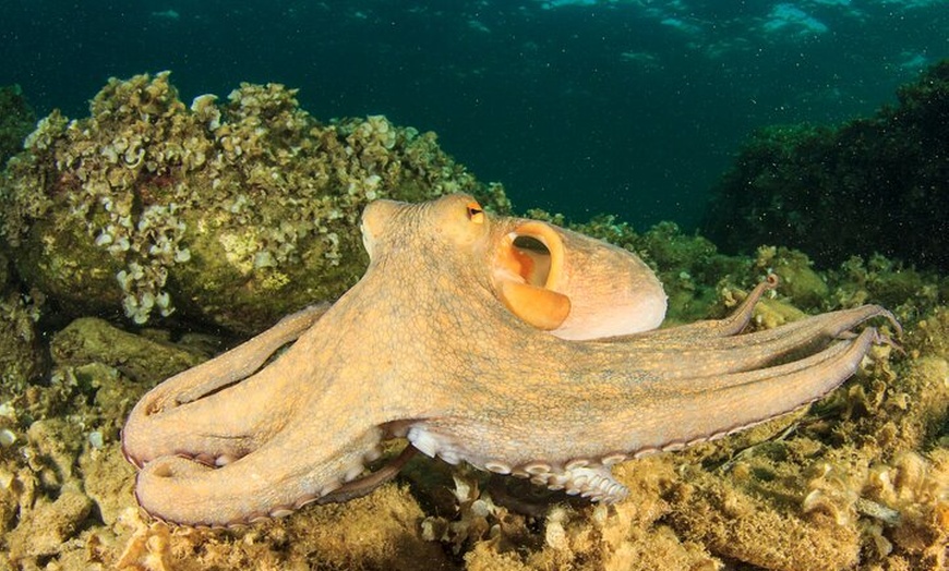 Image 12: Experiencia de buceo con instructor SSI en Cap Formentor