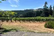 Willamette Valley Wine Tasting Tour - Second Medium