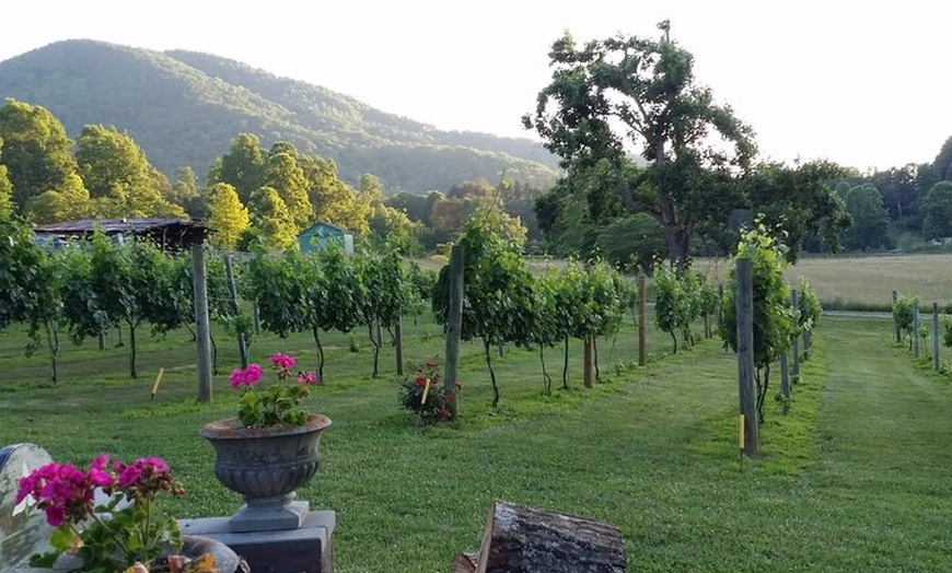 Image 2: Elijay Three Vineyards Private Wine Tasting Tour from Atlanta