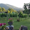 Image 2: Elijay Three Vineyards Private Wine Tasting Tour from Atlanta