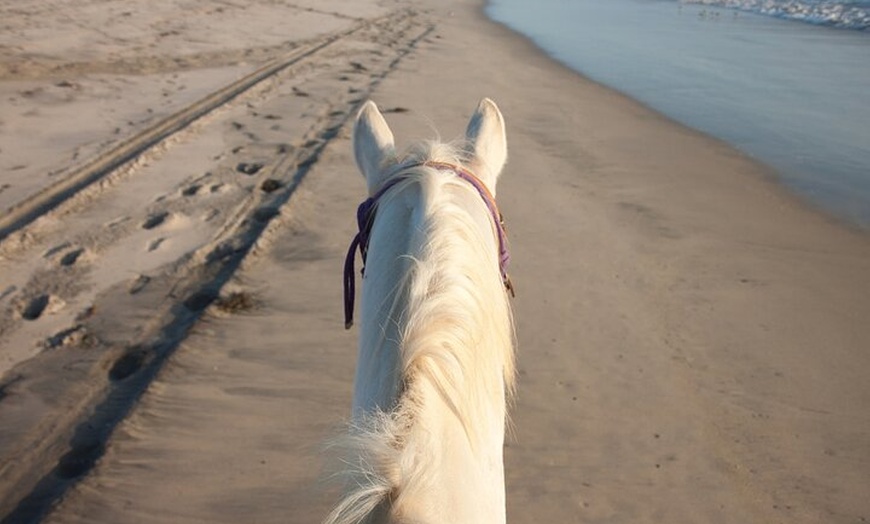 Image 5: Excursión a caballo cerca de la playa en la bahía de Alcúdia