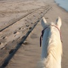 Image 5: Excursión a caballo cerca de la playa en la bahía de Alcúdia