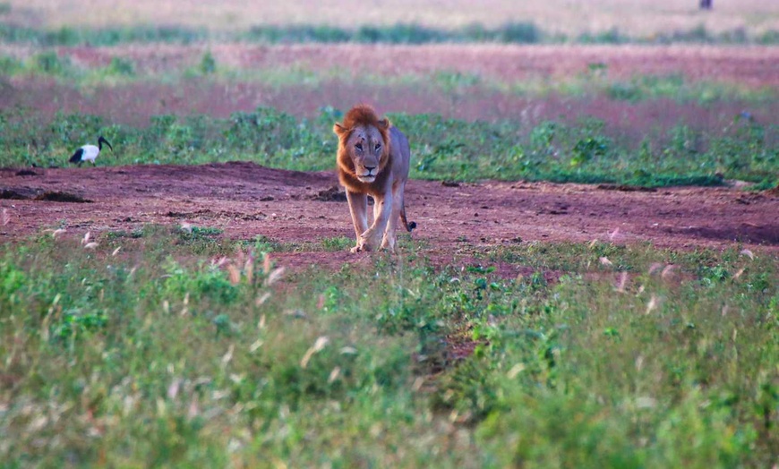 Image 11: ✈ KENYA | Mombasa - Réserves naturelles et plage au Kenya 3*, 10 no...