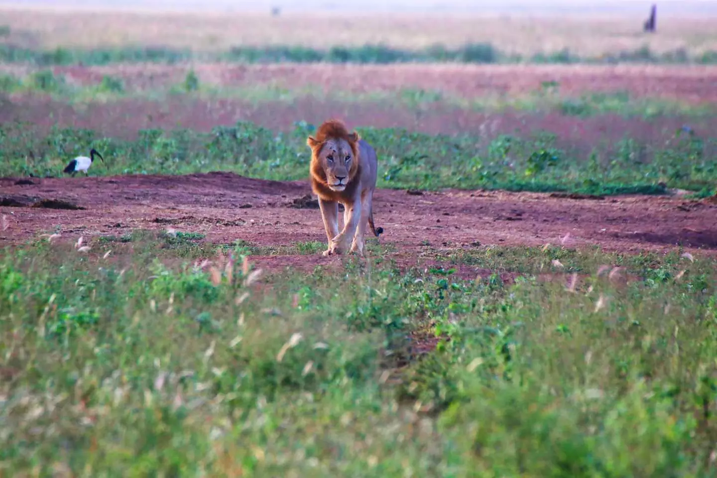 ✈ KENYA | Mombasa - Riserve naturali in safari e spiagge in Kenya 3...