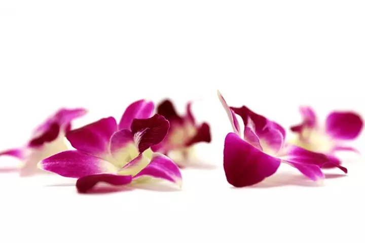 Orchid Airport Lei Greeting (Maui, Kahului Airport, OGG)