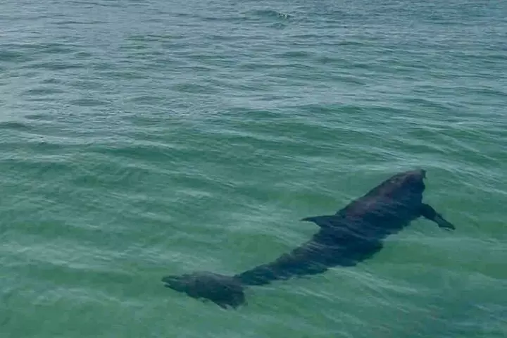 Private 2-Hour Dolphin and Sightseeing Tour