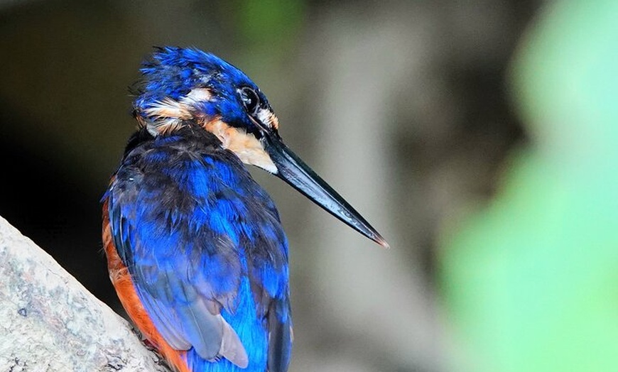 Image 2: Private Luxury Daintree Dream Tour All Inclusive