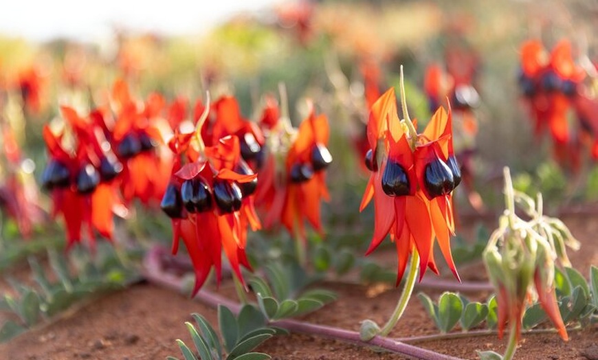 Image 7: Pinnacles Desert Lobster Tour from Perth