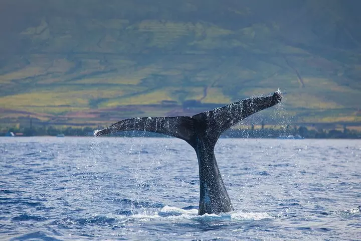 Waikiki Deluxe Catamaran Whale Watch