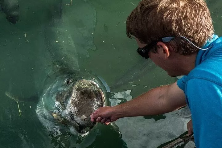 Giant Tarpon Fish Feeding Experience in Bayside Marketplace