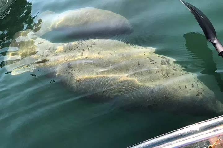 Crystal River Three Sisters Springs and Manatee Clear Kayak Tours