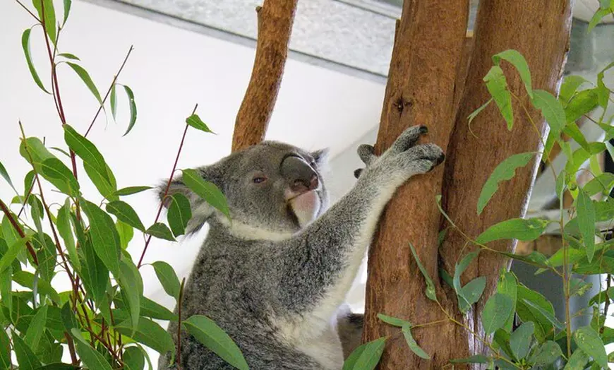 Image 12: Blue Mountains, Sydney Zoo & Scenic World Tour from Sydney