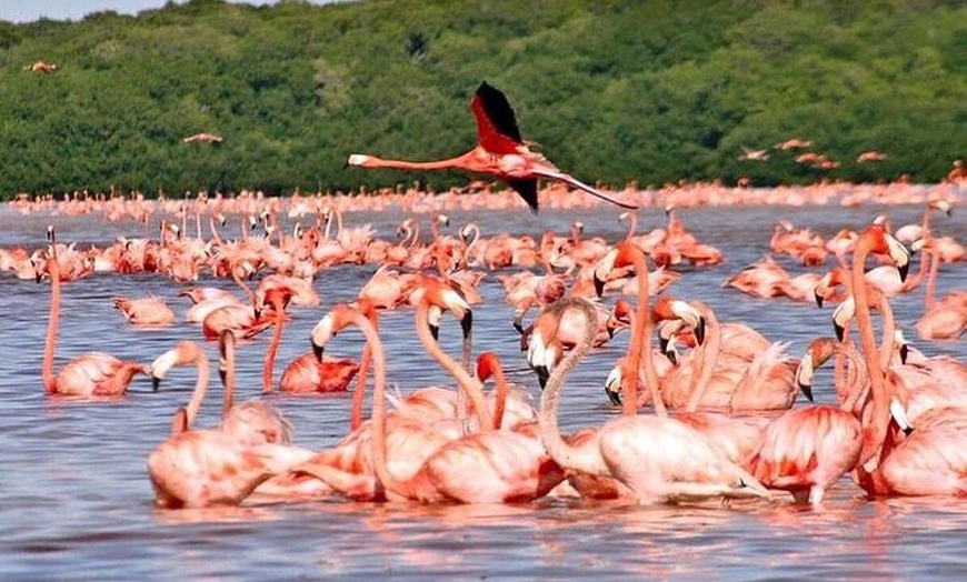 Image 2: Discover Las Coloradas Adventure Tour All Inclusive