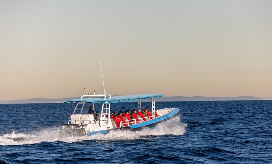 Image 28: Humpback Whale Encounter Tour from Newcastle