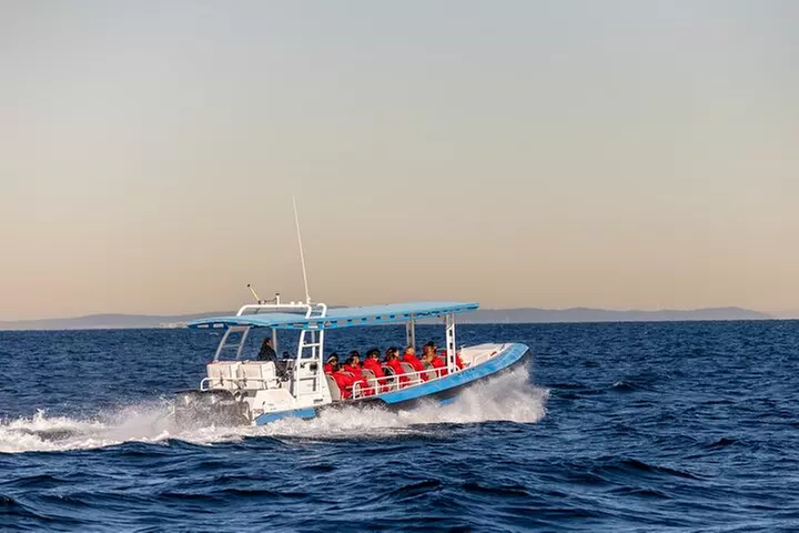 Humpback Whale Encounter Tour from Newcastle