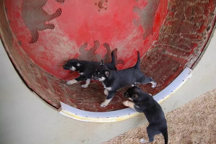 Husky Homestead Tour