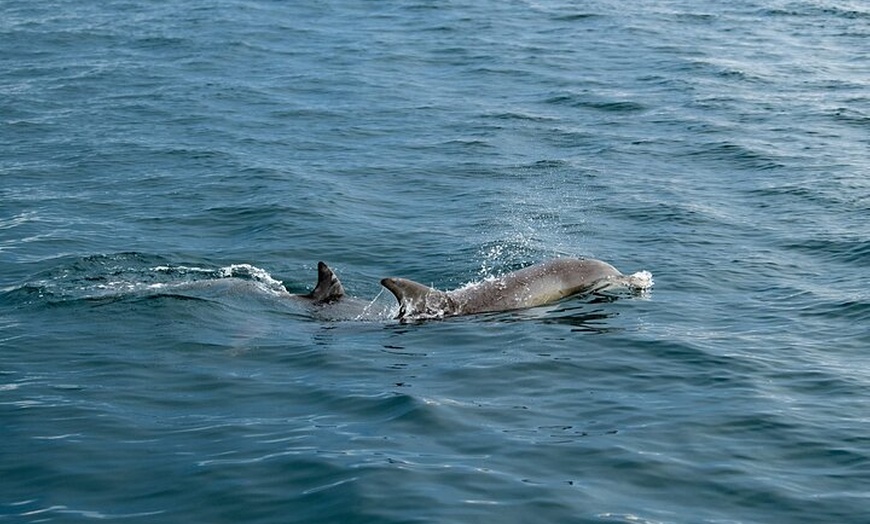 Image 1: Kangaroo Island Ultimate Adventure Tour departing Penneshaw