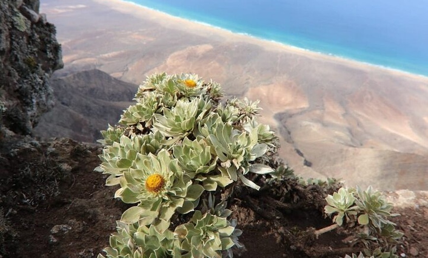 Image 3: Desde Norte Fuerteventura Tour 4x4 Cofetería y Parque Natural de Ja...