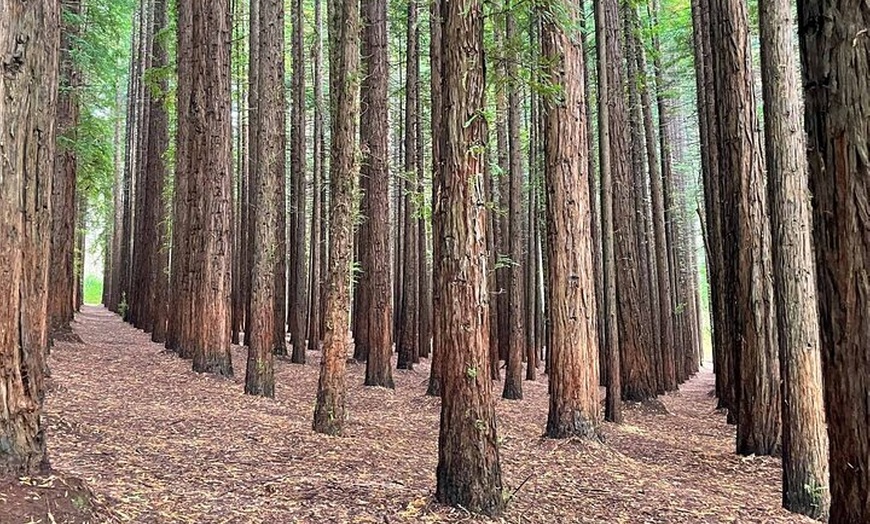 Image 13: Small Group Yarra Valley: Redwoods Forest & Premium Wine Tour