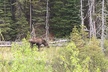 Full Day Private Tour Banff - Second Medium